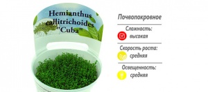 Хемиантус Куба (меристемное растение)