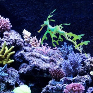 Декор Морской дракон из силикона для аквариума, плавающий, 18см (желто-зеленый)