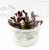 Эхинодорус Афлейм (меристемное растение), ф60х40 мм