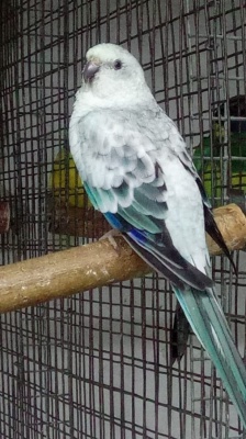 Попугай Певчий Голубой