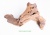 картинка DECO NATURE WOOD MOPANE - Натуральная коряга африканского дерева мопани 5-9 см, кг от компании Аксолотль